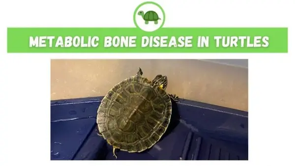Metabolic Bone Disease In Turtles