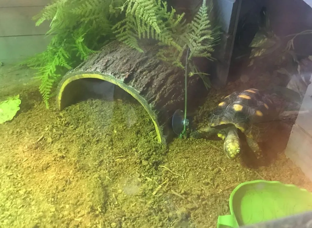 substrate for red footed tortoise