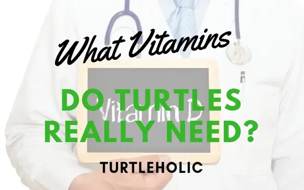 What Vitamins Do Turtles Really Need?