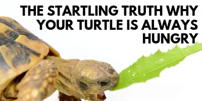 The Startling Truth Why Your Turtle Is Always Hungry link picture