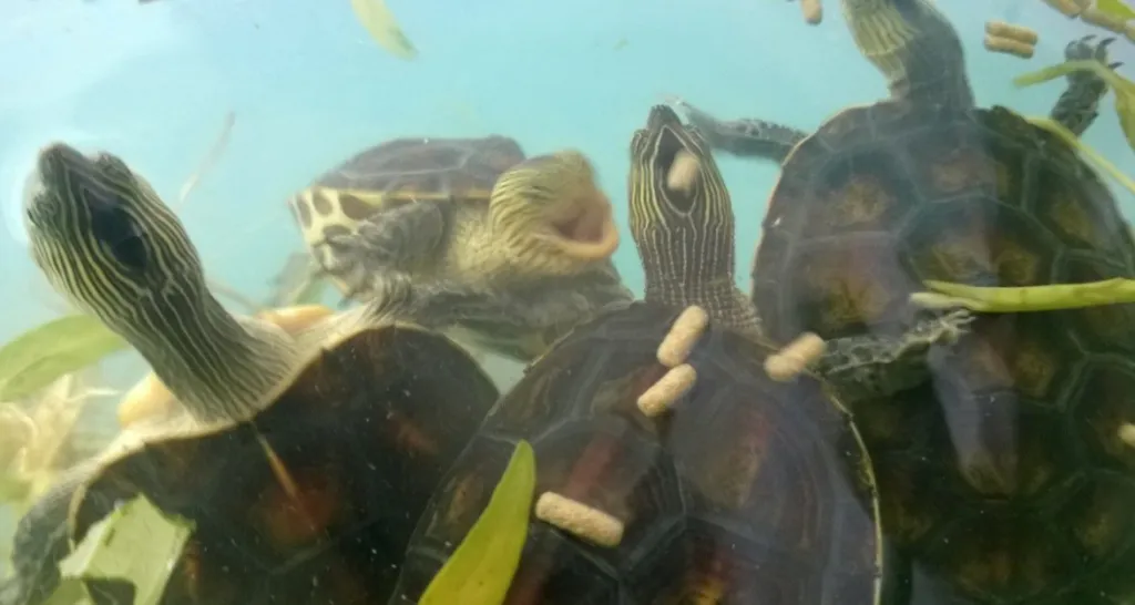 Turtle pictured in TurtleHolic's original owner-recognition article