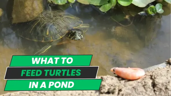 What to Feed Turtles in a Pond