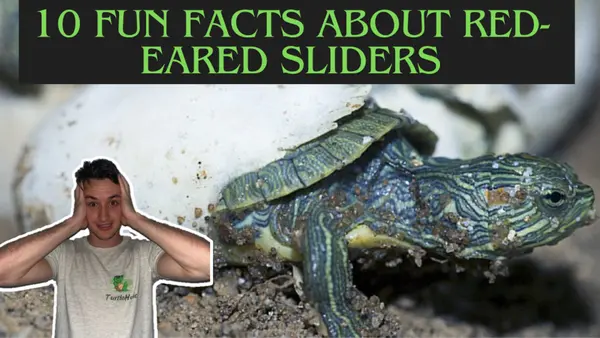 red eared slider facts