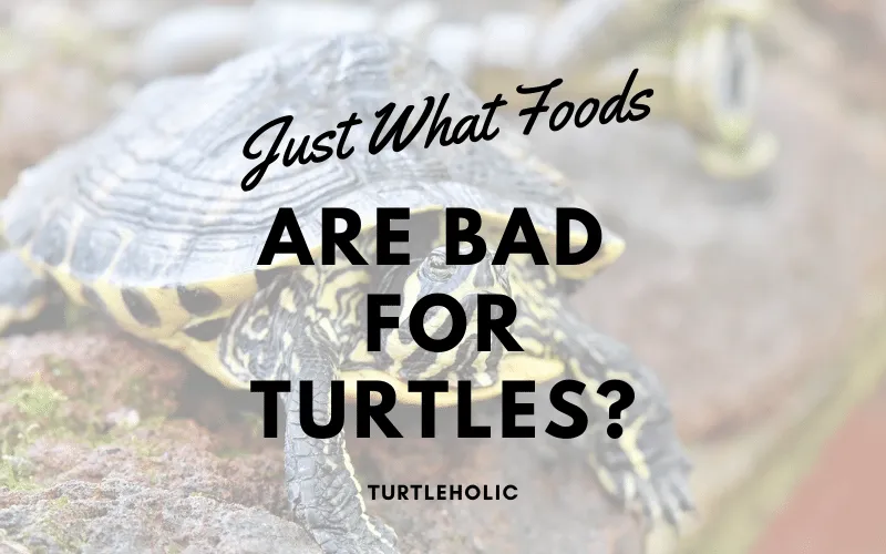 What Foods Bad Turtles main picture