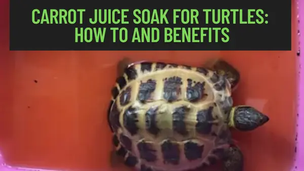 carrot soak for turtles benefits