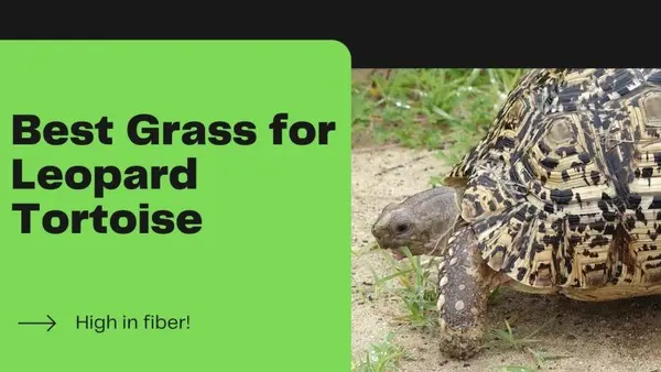 Best Grass for Leopard Tortoise