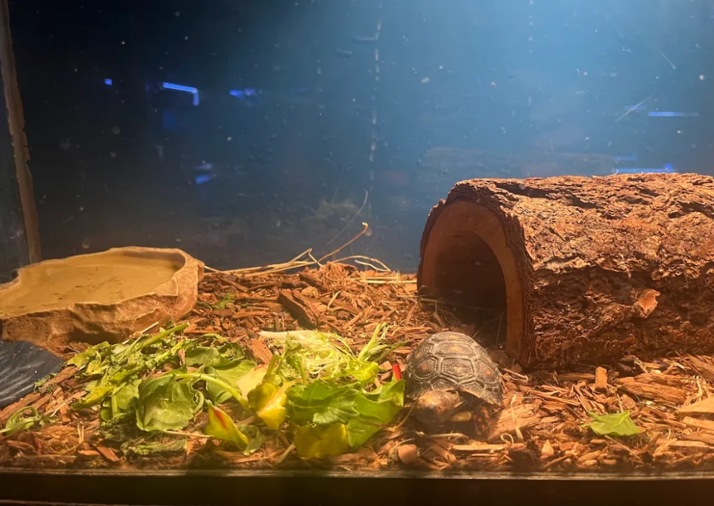 baby box turtle