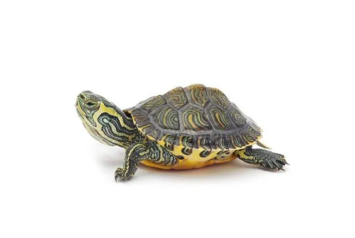 painted turtle featured image