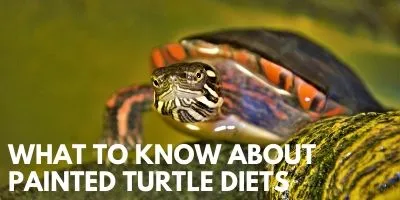 What You Need to Know Painted Turtle Diets Link picture