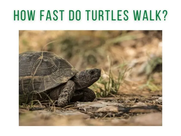 How Fast do Turtles Walk