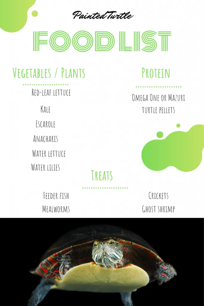 Painted Turtle Food List Pinterest