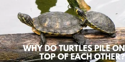 Why in the World do Turtles Pile On Top of Each Other link picture