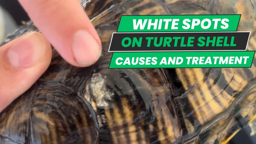 white spots on turtle shell