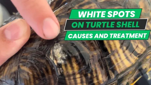 white spots on turtle shell