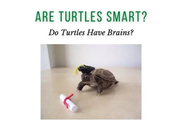 do turtles have brains