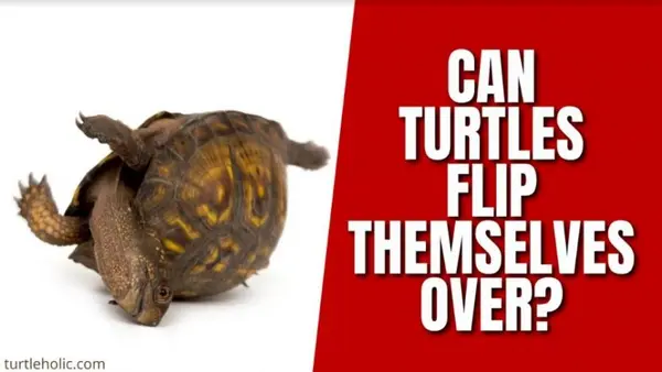 Can Turtles Flip Themselves Over?