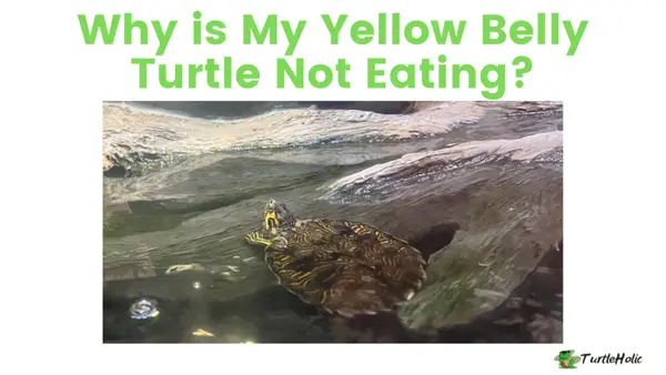 yellow bellied slider not eating