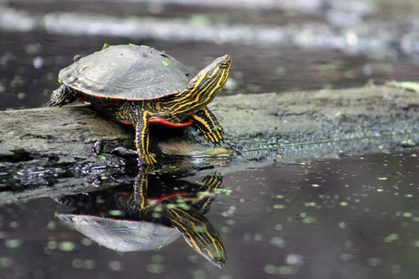 pet painted turtle habitat
