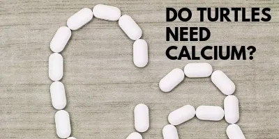Do Turtles Need Calcium link picture