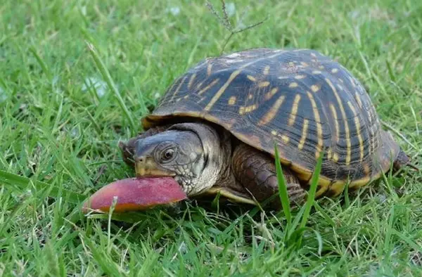 Can Turtles Eat Meat?