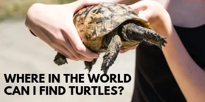 Where in the World Can I Find Turtles link picture