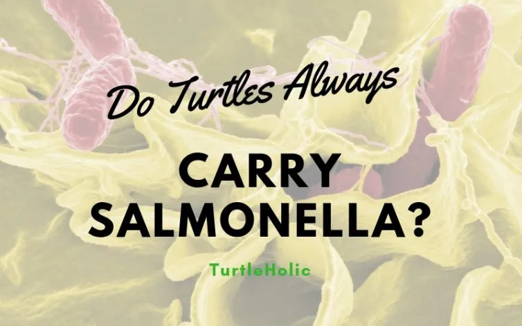Do Turtles Always Carry Salmonella main
