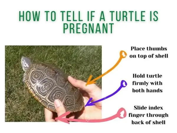 How to tell if a turtle is pregnant