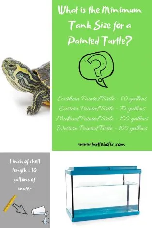 What is the Minimum Tank Size for a Painted Turtle_