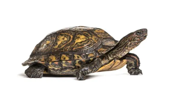 Ornate or painted wood turtle