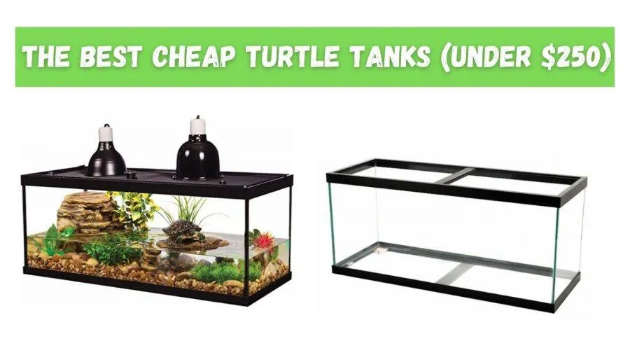 cheap turtle tanks