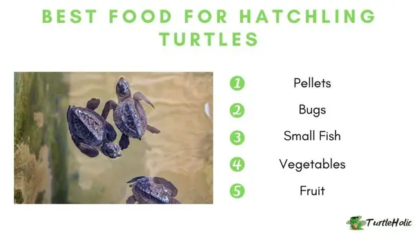 best food for hatchling turtles