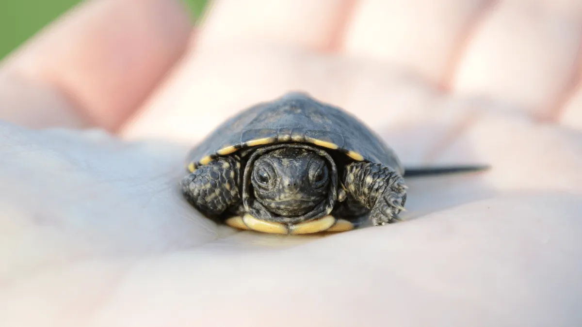 baby turtle