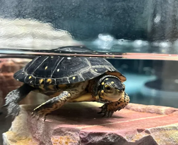 spotted turtle for beginner