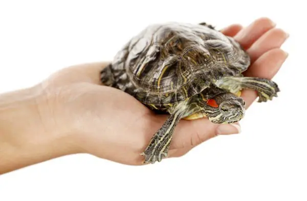 low maintenance turtles featured