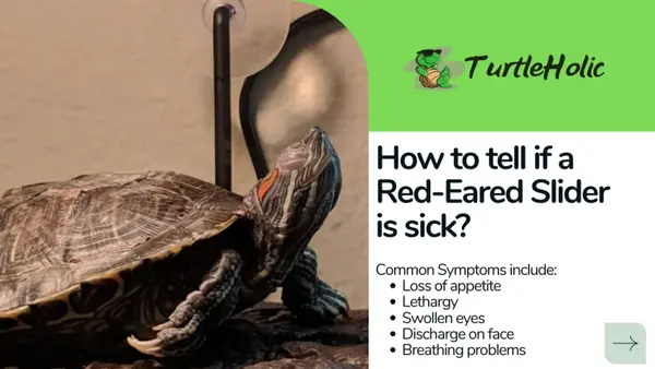 how to tell if my red eared slider is sick