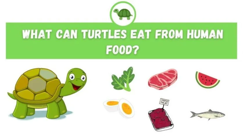 What Can Turtles Eat from Human Food