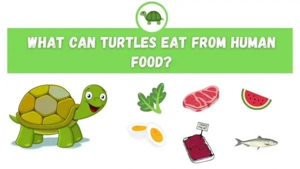 What Can Turtles Eat from Human Food