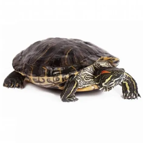 A red-eared slider