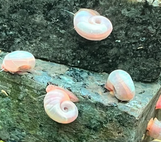 ramshorn snail for turtle tank