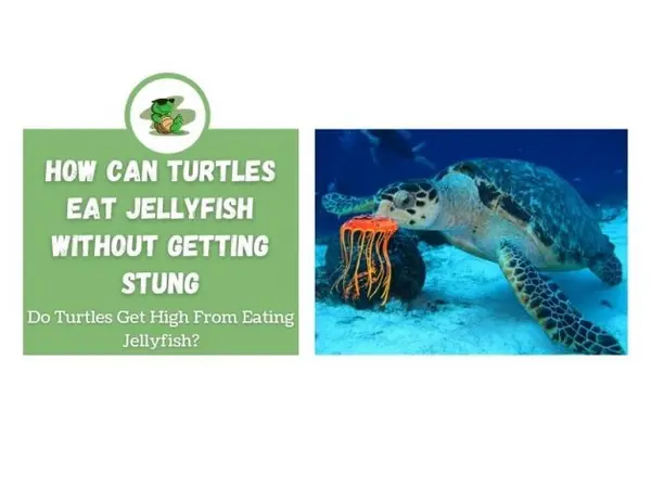 How Can Turtles Eat Jellyfish Without Getting Stung do turtles get high from jellyfish