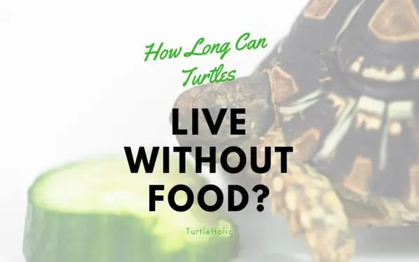 How Long Can Turtles Live Without Food?