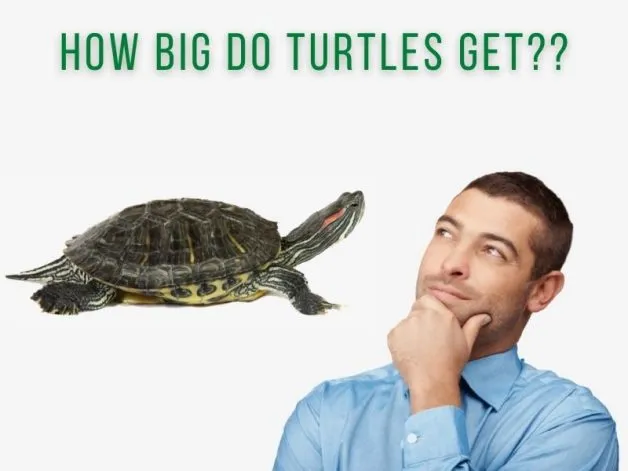 How big do turtles get