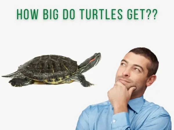 How big do turtles get