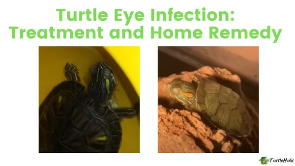 Turtle Eye Infection