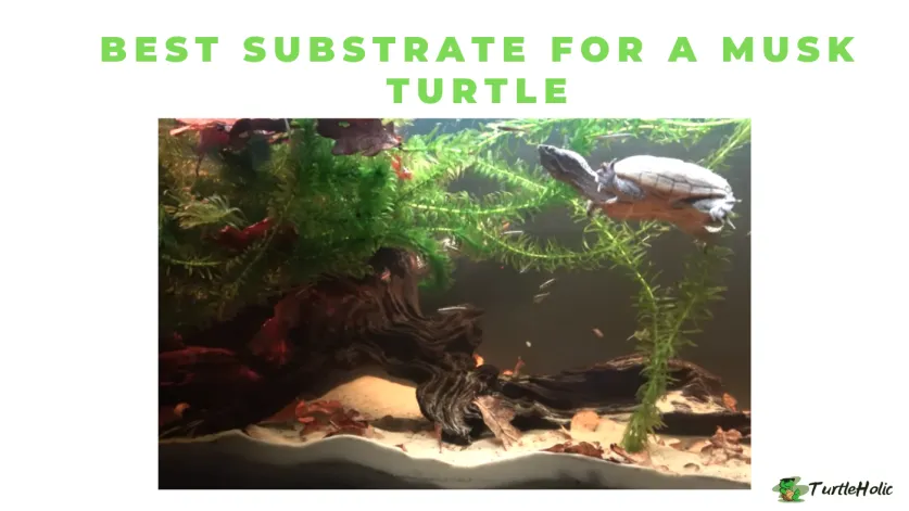 best substrate for musk turtle