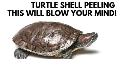 Turtle Shell Peeling This Will Blow Your Mind link picture