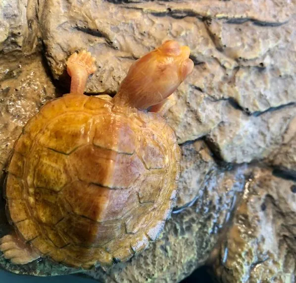 albino-turtles