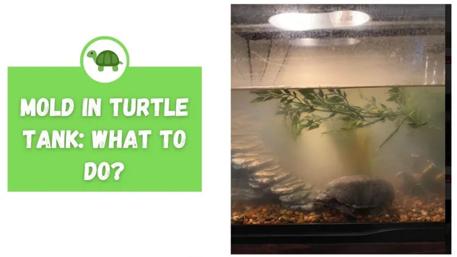 how to clean mold in turtle tank