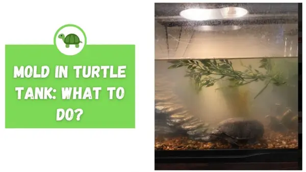 how to clean mold in turtle tank
