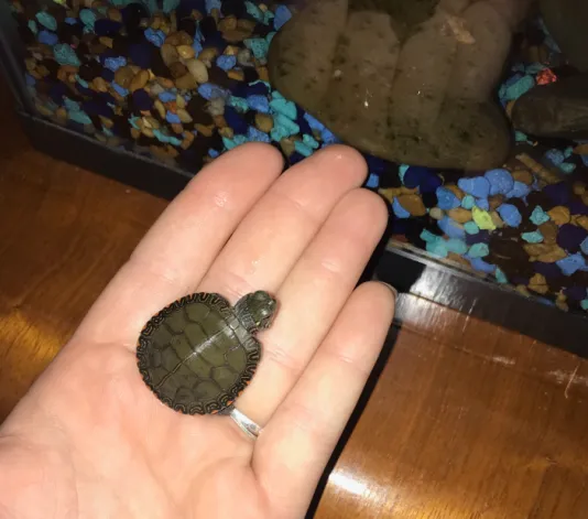 baby painted turtle